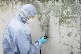 Best Real Estate Mold Inspection in Woodcreek, TX